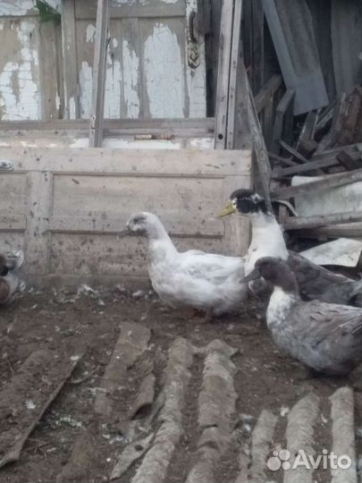 Продам уток, цесарок и крольчат