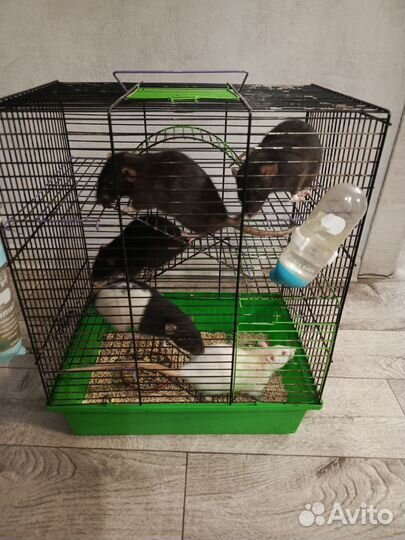 Крыски дамбо