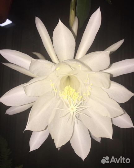 Лесные кактусы, эпифиллумы