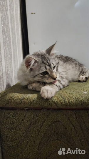 Отдам в дар кошка