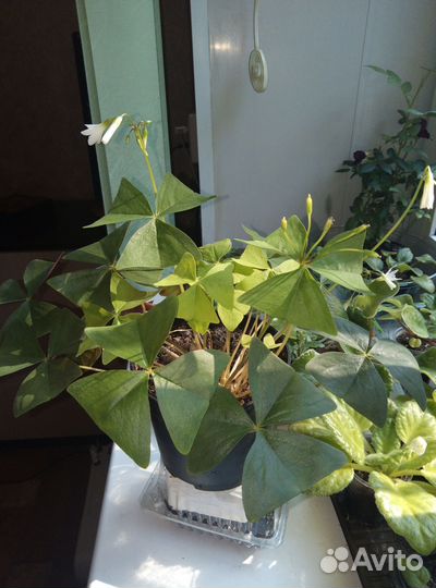 Кислица оксалис