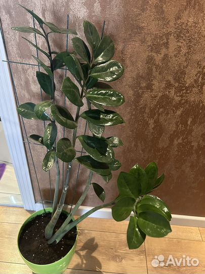 Замиокулькас