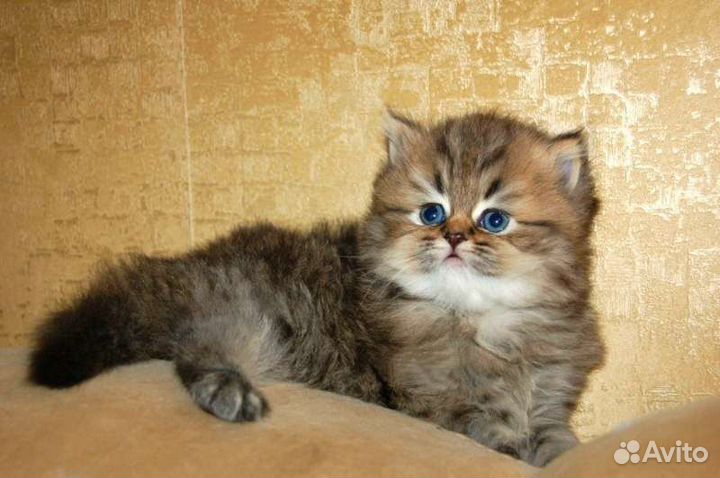 Персидские котята