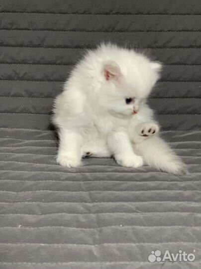 Британский котенок дш ns 11 33