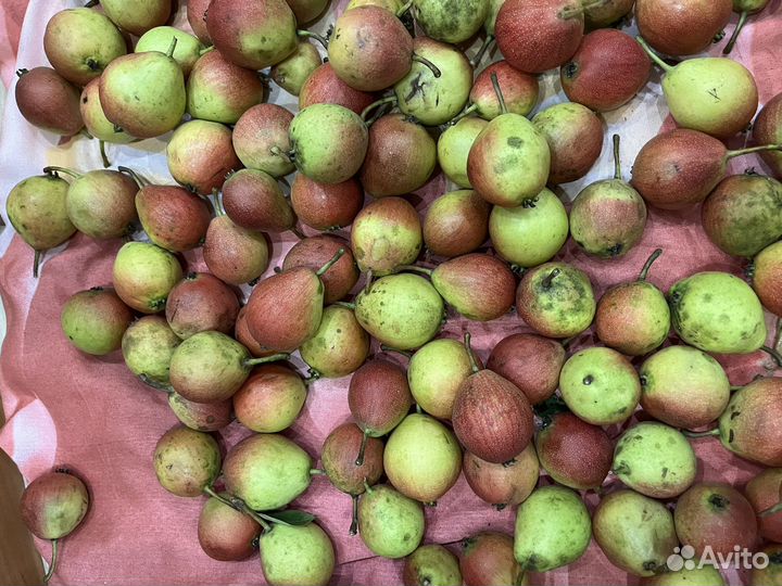 Груша ведро