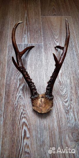 Продам рога
