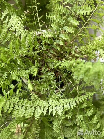 Папоротник комнатный