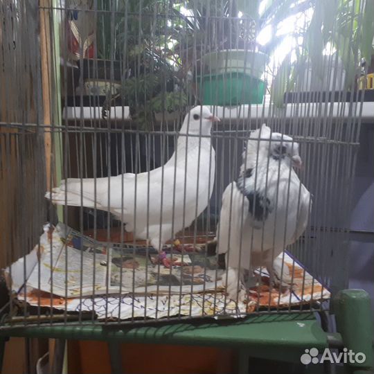 Голуби: чехи, гривуны, бакинцы, бойные