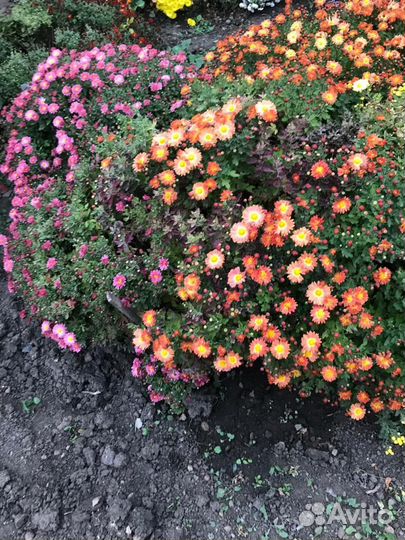 Хризантема шаровидная