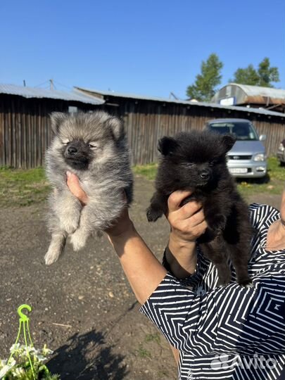 Щенки щпиц померанский