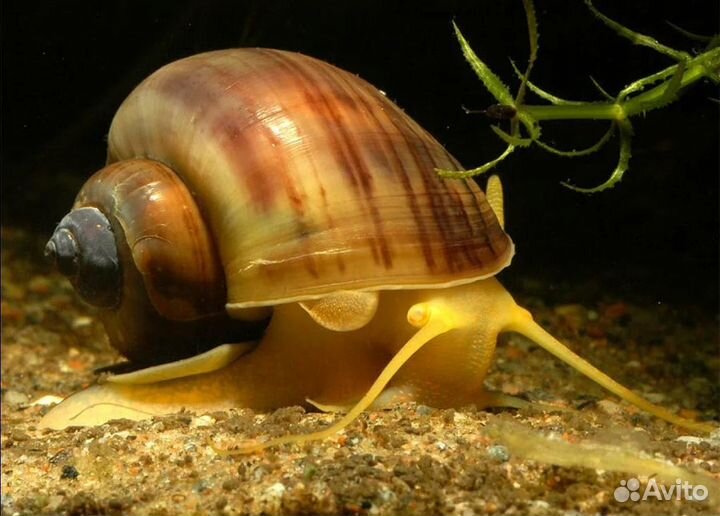 Улитки ампулярии