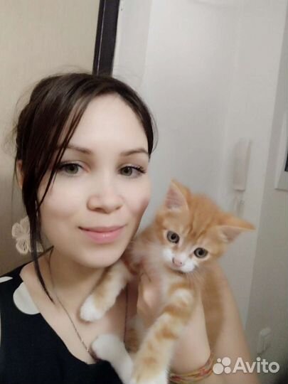 Передержка для кошек (зооняня)