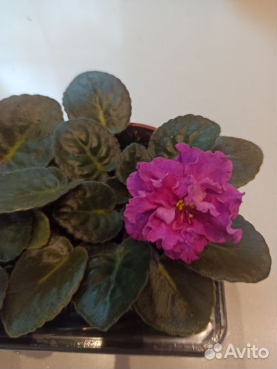 Фиалка в горшках