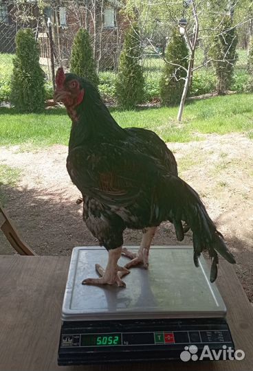 Куры Корниш инкубационное яйцо