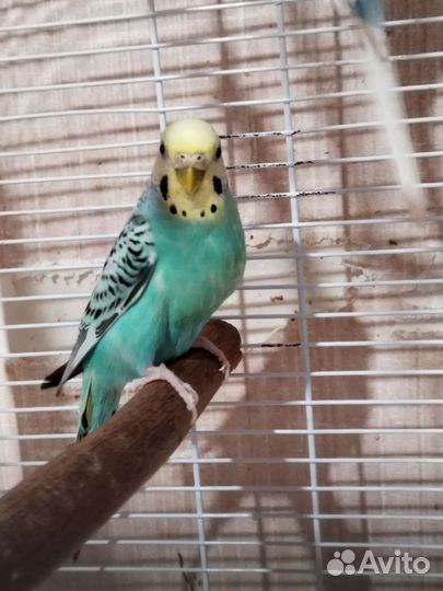 Волнистый попугай с клеткой