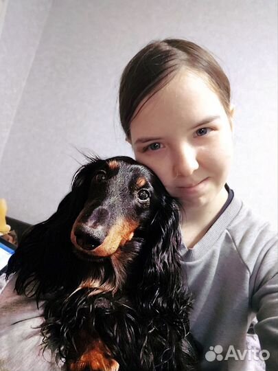 Передержка собак, выгул собак