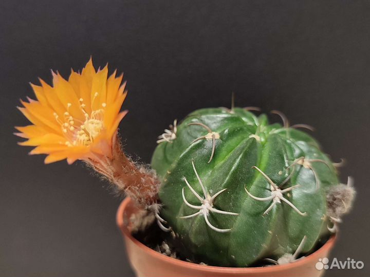 Кактус Lobivia akersii семена