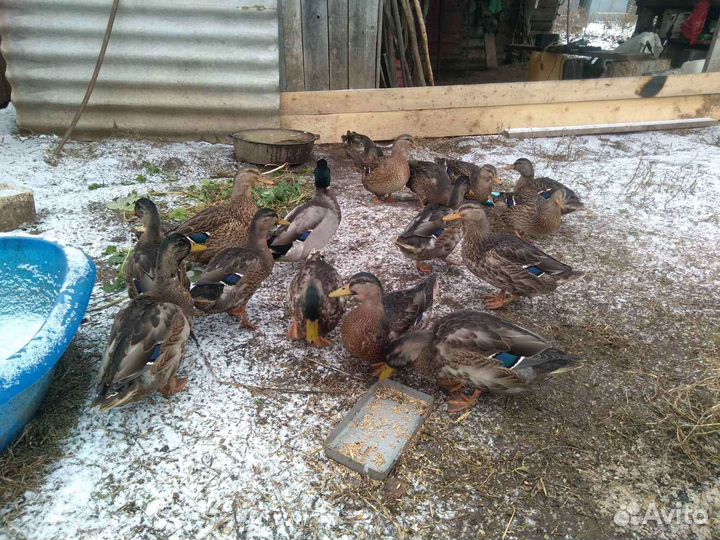Продам подсадных уток