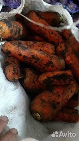 Продам овощи: картофель, капуста, лук, морковь