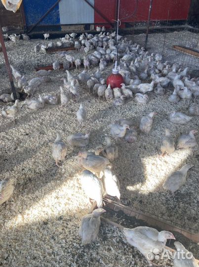 Бройлер живым весом