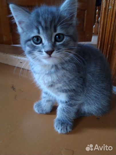 Подарю котенка