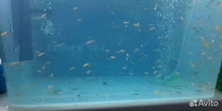 Рыбки Данио гло молодь