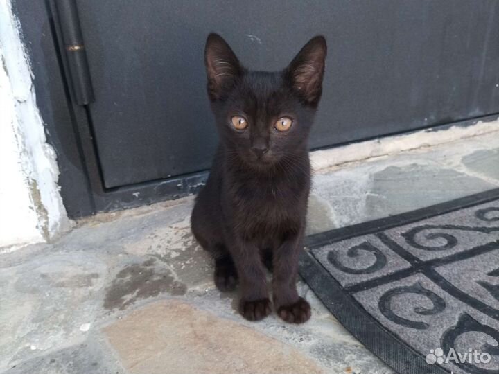 Природные котики