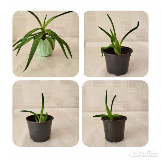 Алое вера цветок комнатный