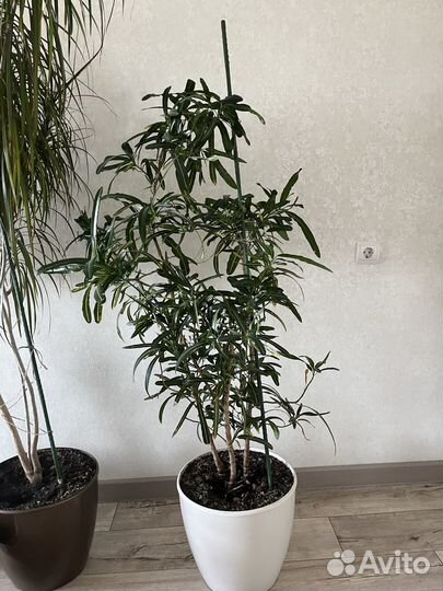 Драцена маргината пальма