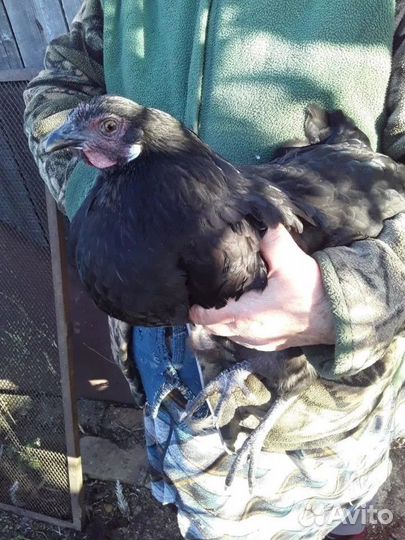 Куры молодки (домашние)