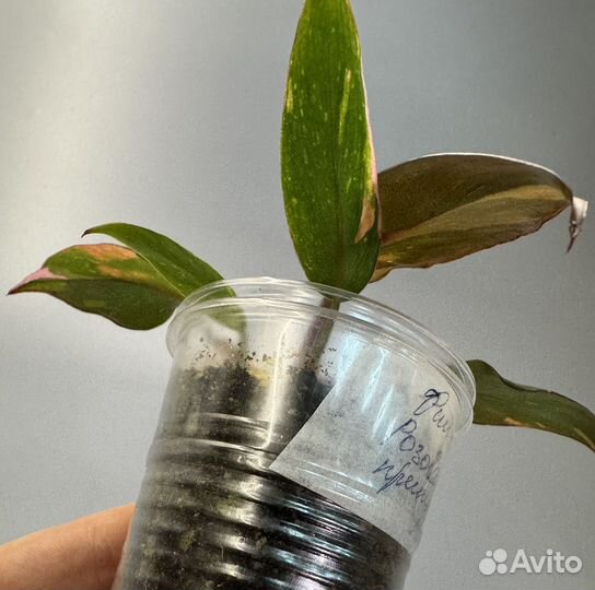 Филодендрон розовая принцесса марбл