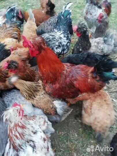 Молодые петухи