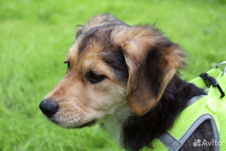 Щенок в дар