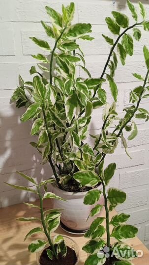 Педилантус