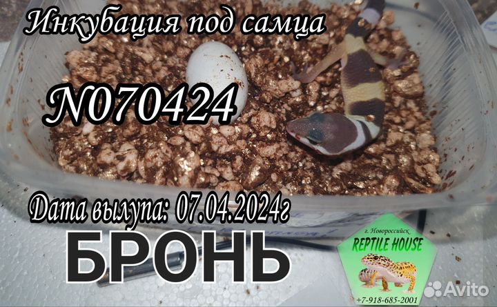 Эублефары малыши