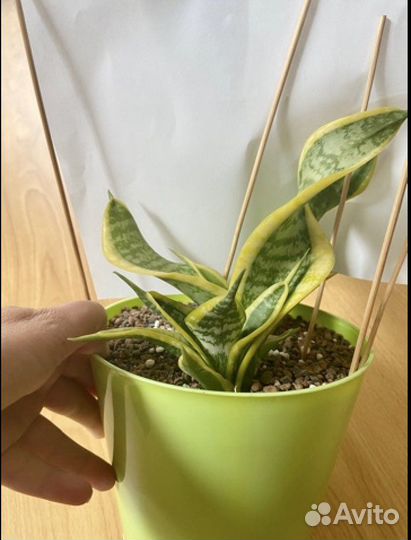 Сортовые сансевиерии и Крассула триколор