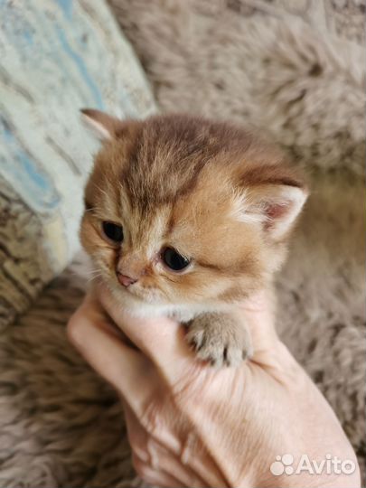 Золотые котята