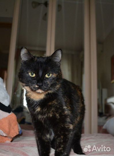 Кошечка в добрые руки