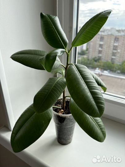 Фикус каучуконосный эластика