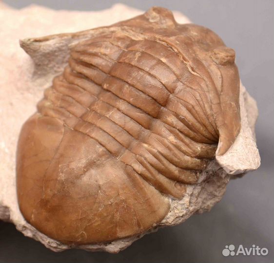 Трилобит Asaphus platyurus #4530 окаменелость