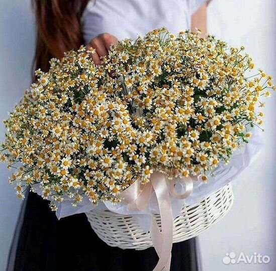 Цветы ромашки. Букеты ромашек. Цветы доставка