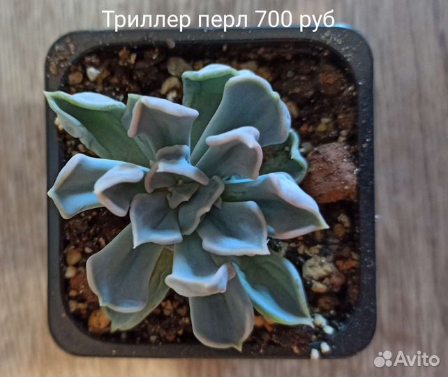 Суккуленты