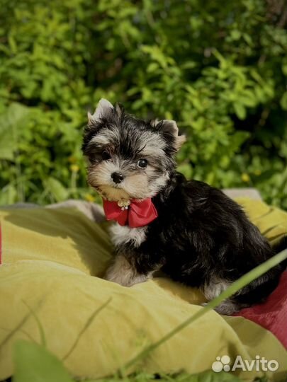 Йорк бэби фейс