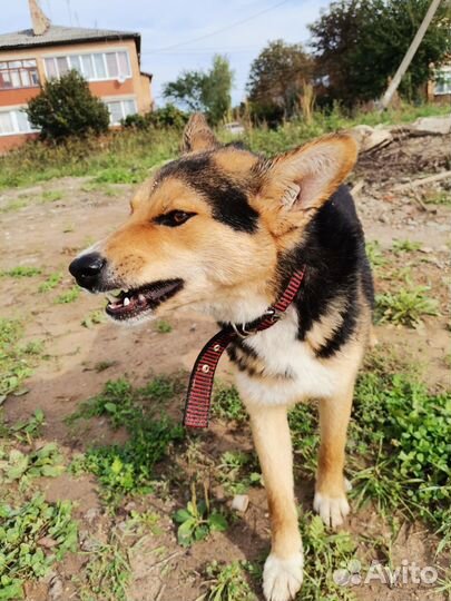 Ищу семью счастливчику Лаки