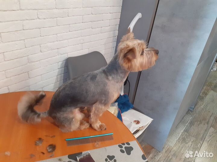 Груминг собак с выездом на дом