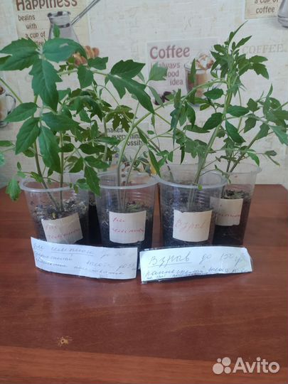 Рассада помидоров томатов за 2 корня