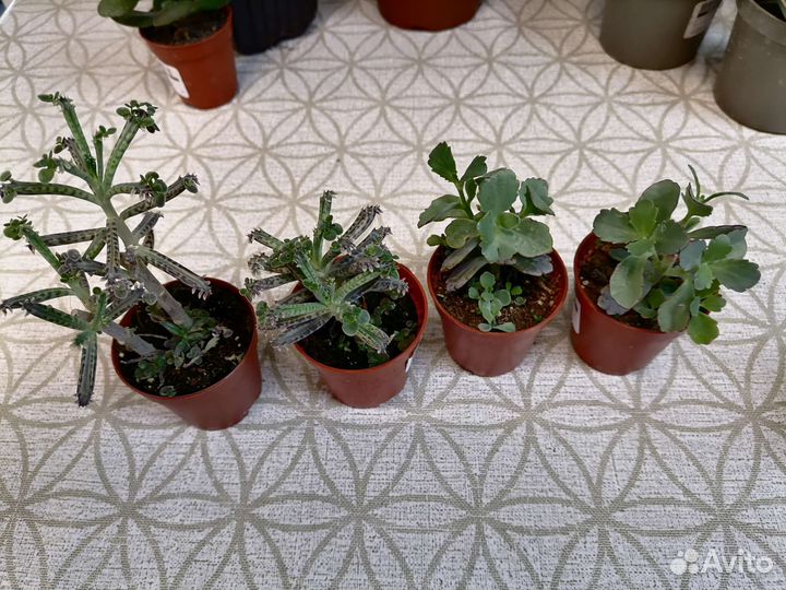 Адромискус, Толстянка, Алоэ, Сансевиерии, Зензи