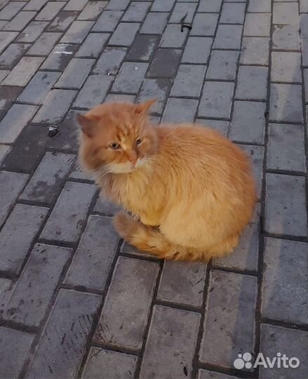 Кот в добрые руки