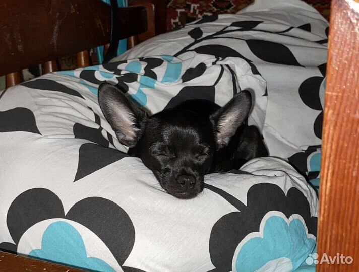 Вязка кобель чихуахуа мини