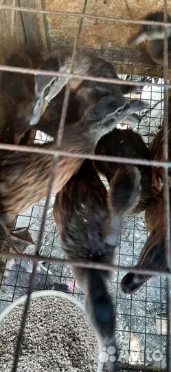 Утята дикой утки